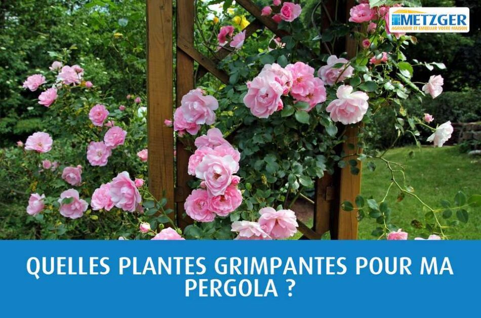 Quelles plantes grimpantes pour ma pergola ?