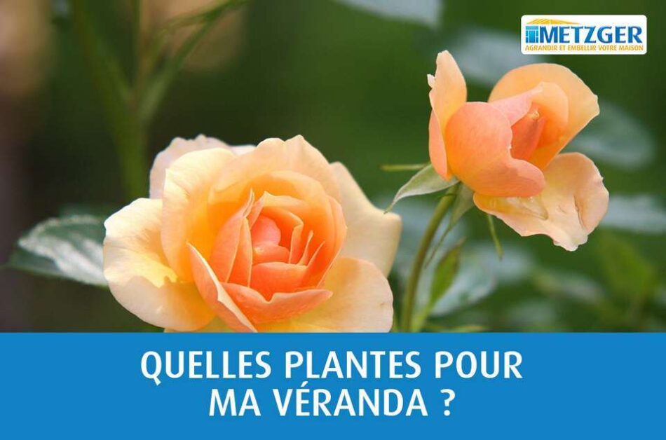 Quelles plantes pour ma véranda ?